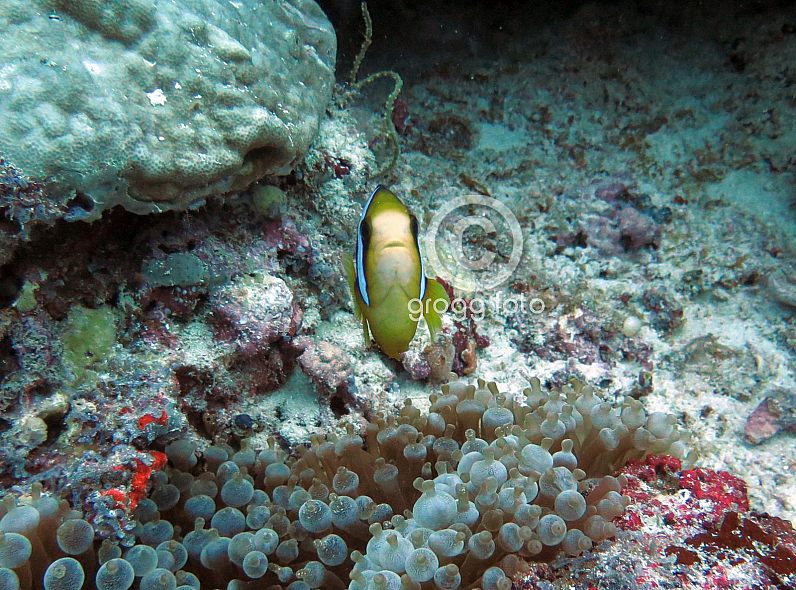 Unterwasser-Aufnahmen von Angaga