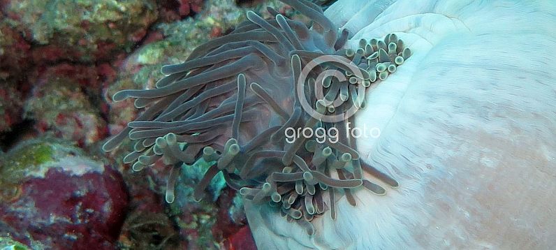 Unterwasser-Aufnahmen von Angaga